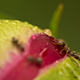 Illustration for article titled Shooting Challenge: Macro Gallery 2